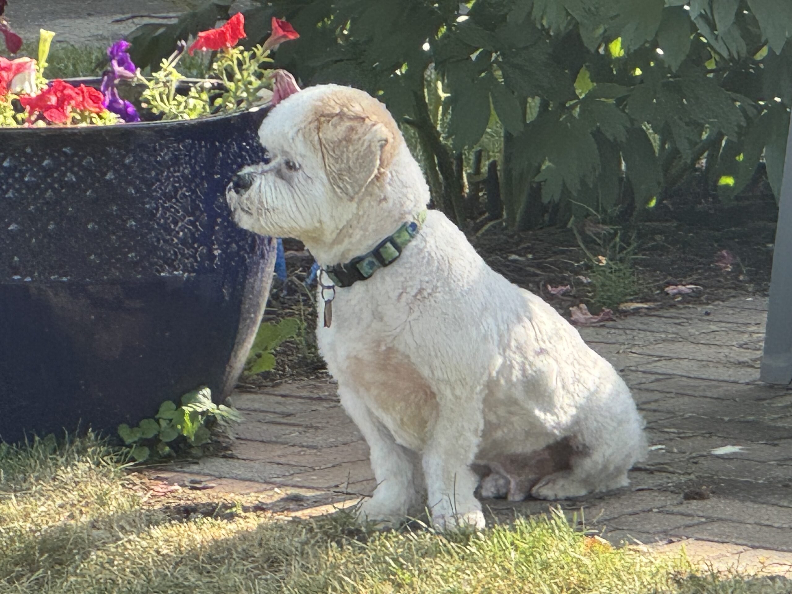 A small, white dog sits beside a blue pottery planter filled with colorful flowers. The scene captures a peaceful moment in a garden setting.