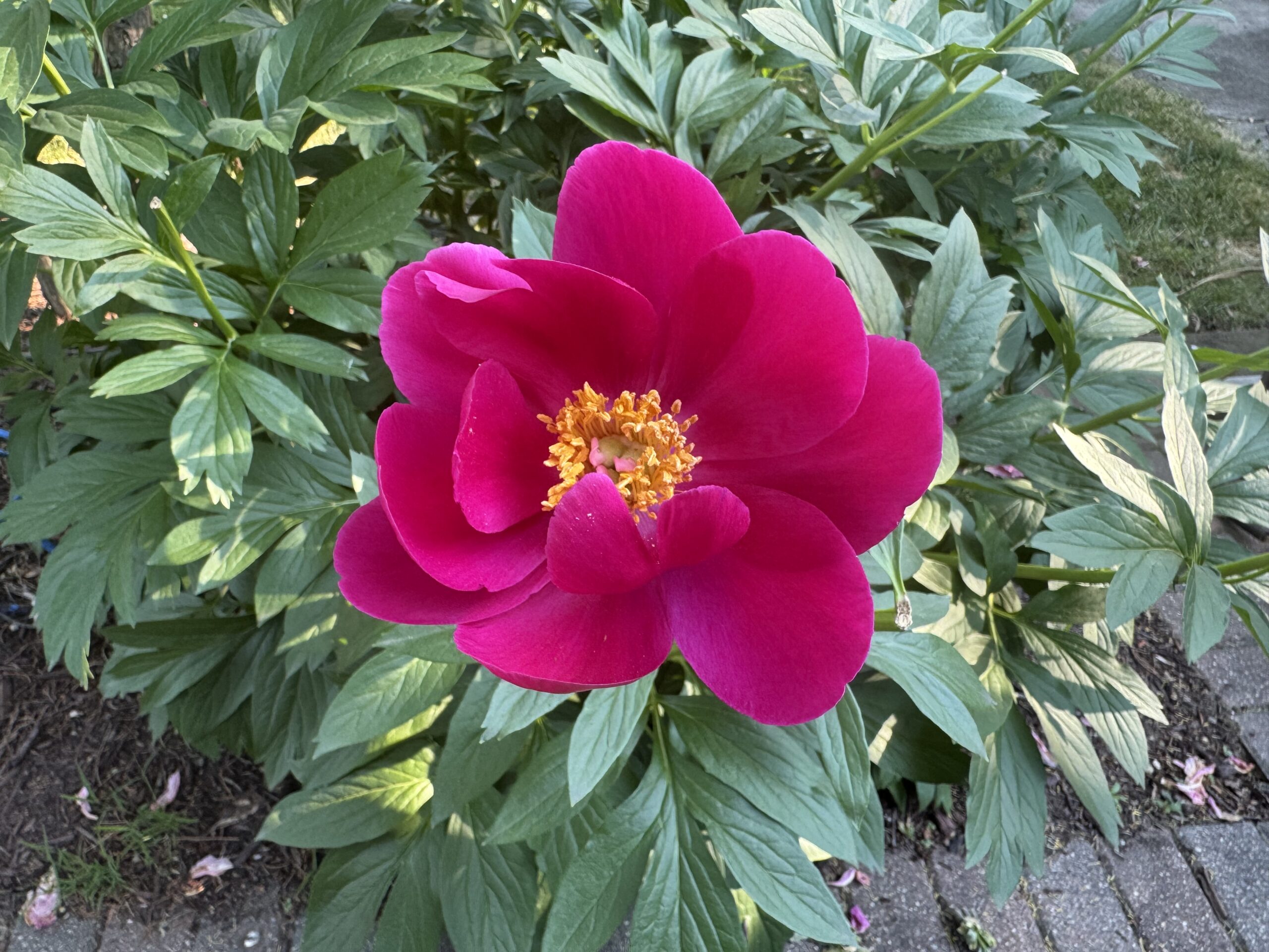 Vibrant magenta peony bloom with golden center, surrounded by lush green leaves, highlighting spring's floral beauty and garden aesthetics.